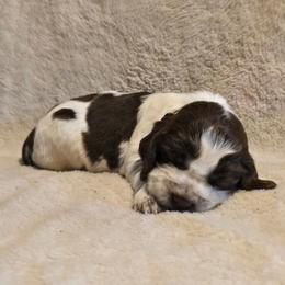 BLACK - Liver white and roan male English Springer Spaniel puppy in Jesup, Georgia from 31 Pines Kennels