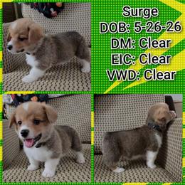 Surge - High Voltage Eternal Spark - Red male Pembroke Welsh Corgi puppy in Macon, Georgia from High Voltage Corgis
