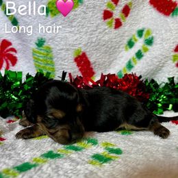Bella - Black and tan female Dachshund puppy in Aiken, South Carolina from State Eight Dachshunds