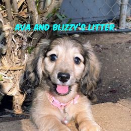 Shade cream female - Cream female Dachshund puppy in Acton, California from DTR