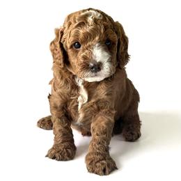 Sprout - Red male Cavapoo puppy in Aiken, South Carolina from Cavapoos of the Carolinas