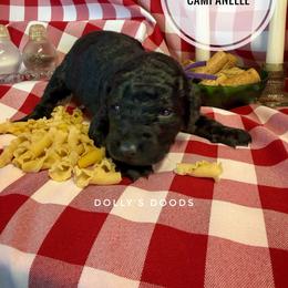 Campanelle - Purple Girl - Black female Goldendoodle puppy in Harrisburg, Oregon from Dolly’s Doods