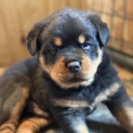 Rottweiler Puppies from Von Hause Sarjen