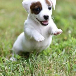 Sasha - Tri-color female Russell Terrier puppy in Andover, Connecticut from Frog Hollow Farm