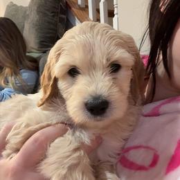 Red - Cream male Goldendoodle puppy in Millville, New Jersey from Michelle's Doodles