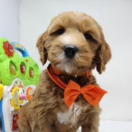 Copper orange collar - Apricot male Australian Labradoodle puppy in Provo, Utah from EllsWORTH Labradoodles LLC