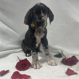 Cannoli - Harlequin female Great Dane puppy in Liberty, New York from Catskills Greatest Danes