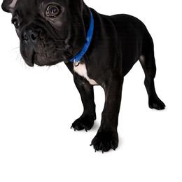 Bella - Black and white female French Bulldog puppy in Orange, California from French Farms
