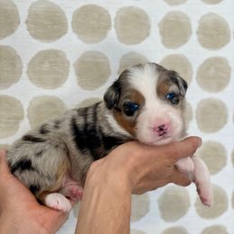Alfredo - Blue merle Australian Shepherd puppy in Salinas, California from AA Aussies