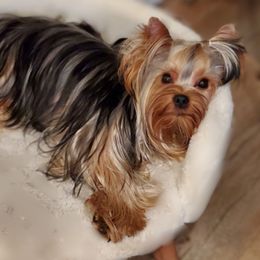 Bukka - Yorkshire Terrier