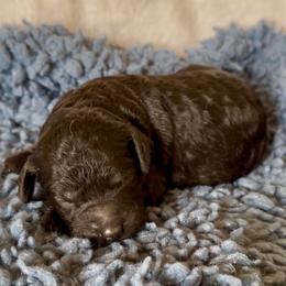 Aster - Black male Goldendoodle puppy in Sterling, Connecticut from Justine’s Retrievers and Doodles