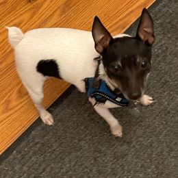 Tank - Toy Fox Terrier