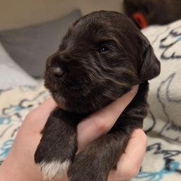 Lupine - Liver male Miniature Schnauzer puppy in Graham, Washington from Olivia's Miniature Schnauzer's