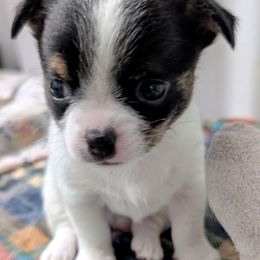 Stewie - Black and white male Chihuahua puppy in Leominster, Massachusetts from House of Lil  Paw