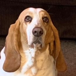 Basset Hounds from Michelle's Bassett Hounds