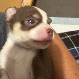 Theo - Chocolate and white male Chihuahua puppy in Canton, Texas from Heavenly Chihuahua