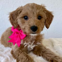Brioche - Red  female Goldendoodle puppy in Concord, California from Golden State Good Dogs
