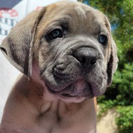 2 - Gray male Cane Corso puppy in Scottsdale, Arizona from Marcus Attilius Cane Corso