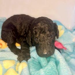 Watson - Silver male Poodle puppy in Meadowbrook, California from Standard Poodle Pups