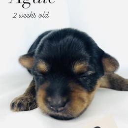 Yorkshire Terrier Puppies from Hummingbird Farm & Gardens