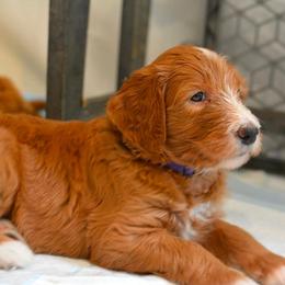Velvet - Red  female Goldendoodle puppy in Tyrone, Georgia from Whisper Wood Creek