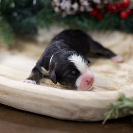 Rosé - Tri-color female Bernedoodle puppy in Queen Creek, Arizona from Dulcito Doodles