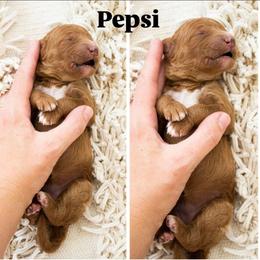 Pepsi - Red  female Poodle puppy in Mesa, Arizona from Desert Doodles