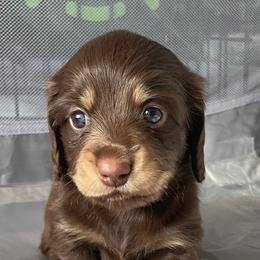 Lil Bobby - Chocolate and cream male Dachshund puppy in Jackson, Tennessee from Cashmere Crown Mini Dachshunds
