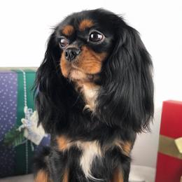 Marigold - Cavalier King Charles Spaniel