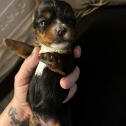North Star - Black and tan female Yorkshire Terrier puppy in Coeur D Alene, Idaho from Cozy Coeur Yorkies
