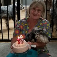 English Setter All Grown Up from Willowcreek English Setters