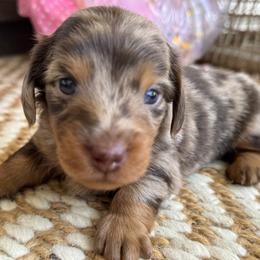 Willie - Dapple male Dachshund puppy in Bentonville, Arkansas from Boujee Buns Dachshunds