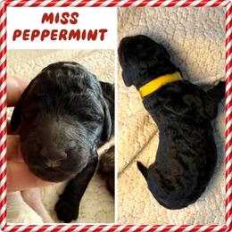 Miss Peppermint - Black female Goldendoodle puppy in Millersville, Pennsylvania from Love at First Doodle