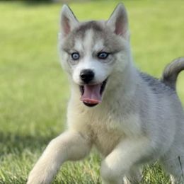 Siberian Huskies from Halthon's Siberian Huskies