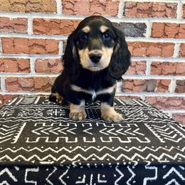 Huckleberry (Black and Cream) - Black and cream male Dachshund puppy in Tyrone, Pennsylvania from Hickory Hollow Dachshunds