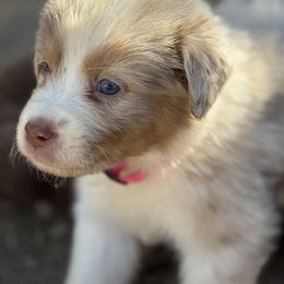 Boy 4 - male Australian Shepherd puppy in Murrieta, California from So Fetch Aussies