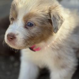 Boy 4 - male Australian Shepherd puppy in Murrieta, California from So Fetch Aussies