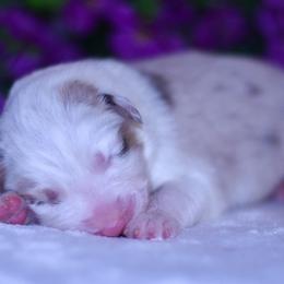 Lilly - Red merle female Australian Shepherd puppy in Easton, Missouri from MMA Kennel