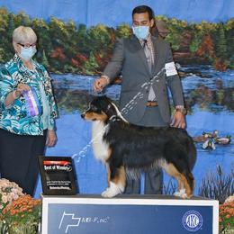 Ty - Australian Shepherd