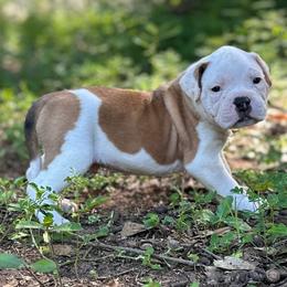 Larry - White male American Bulldog puppy in Pace, Florida from Genesis American Bulldogs