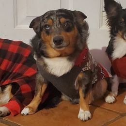 American Corgi and Pembroke Welsh Corgi Puppies from Koko's Kennels