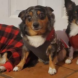 American Corgi and Pembroke Welsh Corgi Puppies from Koko's Kennels