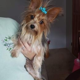 Ziggy - Yorkshire Terrier
