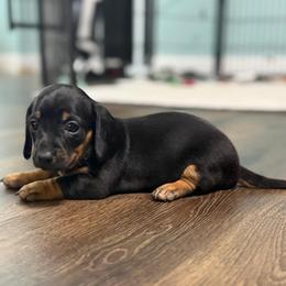 Shadow (CKC) - Black and tan male Dachshund puppy in Live Oak, Florida from Johnson’s Weiner Farm