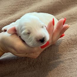 Rose - Cream female Dachshund puppy in Shelley, Idaho from Journey’s End Dachshunds