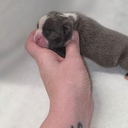 Girl 1 - Blue female Boston Terrier puppy in Ringgold, Georgia from A-K Boston Terriers