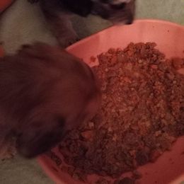 Dachshund Puppies from Em-Me's Royal 'n Loyal Dachshunds