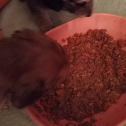 Dachshund Puppies from Em-Me's Royal 'n Loyal Dachshunds