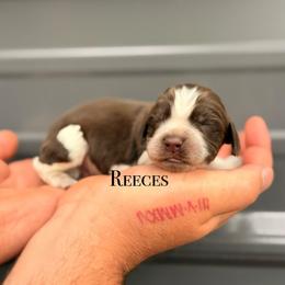 Reeces - Liver white and roan male English Springer Spaniel puppy in Uvalda, Georgia from Willow Creek Farms