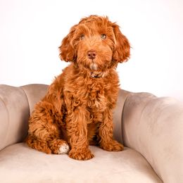 Winnie - Red Australian Labradoodle puppy in Saratoga Springs, Utah from Saratoga Springs Doodles